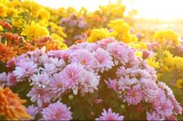 Białystok Wydarzenie Targ Ogrodnictwa KIERMASZ CHRYZANTEM I DEKORACJI NAGROBNYCH